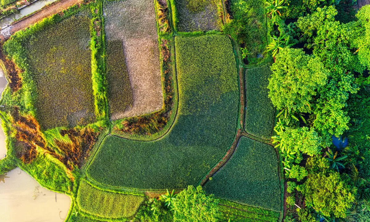 A green field with trees and bushes in the background.