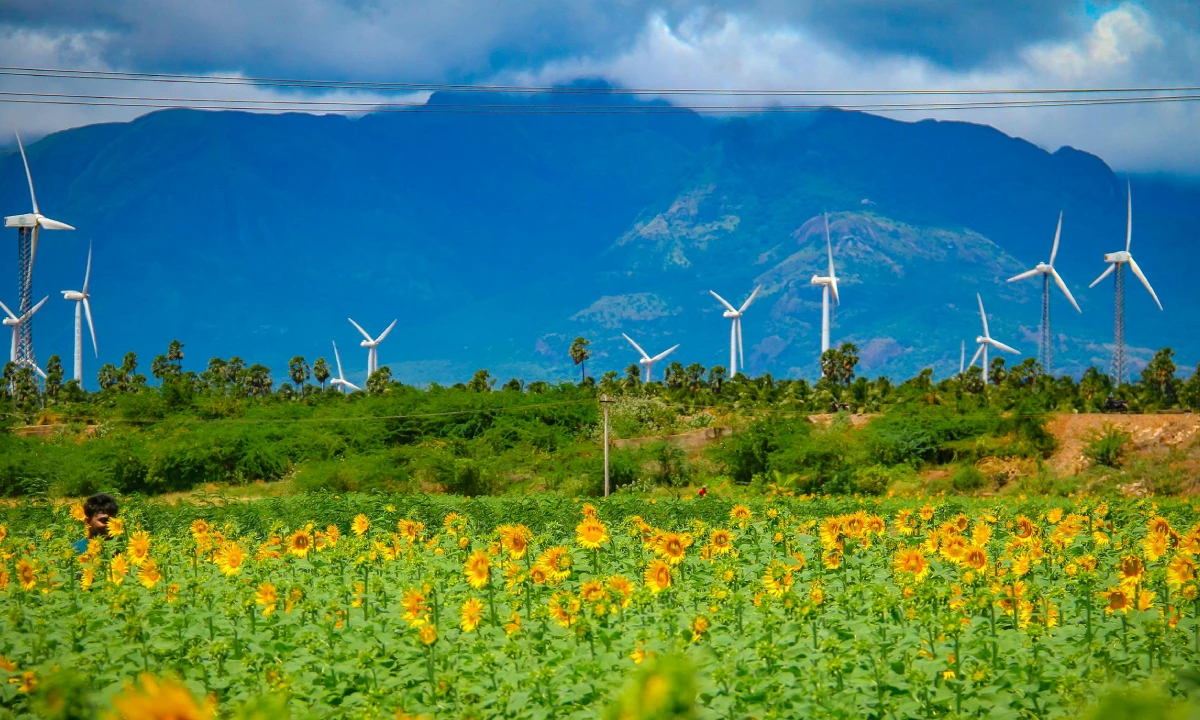 A field of sunflowers with wind turbines in the background.