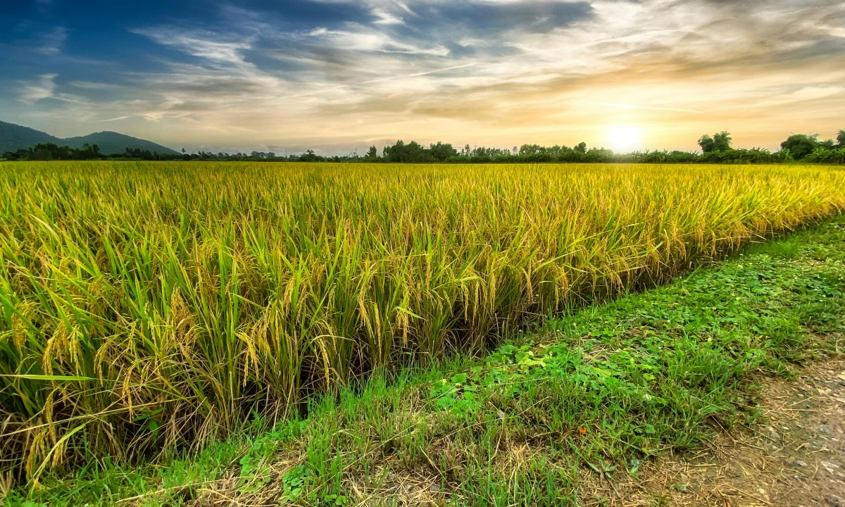 A field of grass with the sun setting in the background.